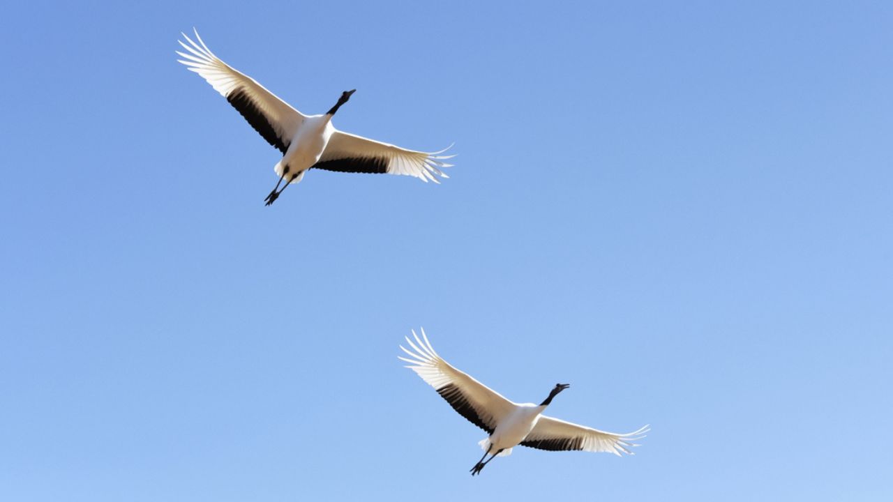 crane
